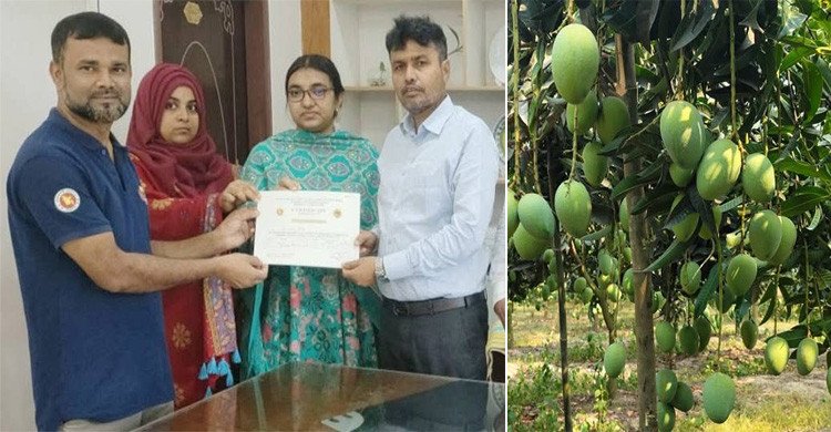 জিএপি সনদ পেলেন সাপাহারের আমচাষী, খুলল রপ্তানির দুয়ার